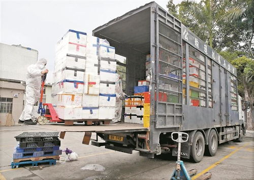 從田間到舌尖 供港蔬菜的跨境接力之旅